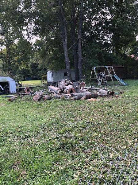 How Can You Tell When a Tree Needs to Be Removed Before It Becomes Dangerous? Thumbnail