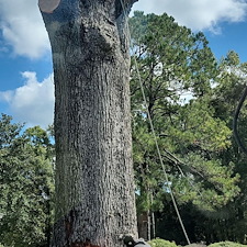 Massive-Tree-Removal-Preformed-in-Alvin-SC 0